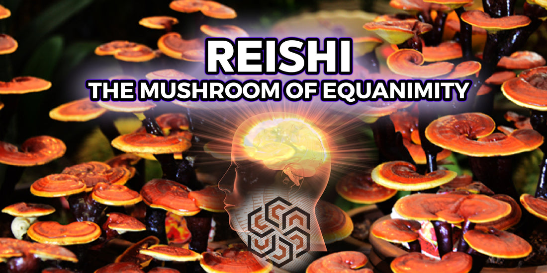 Reishi: The Mushroom of Equanimity
