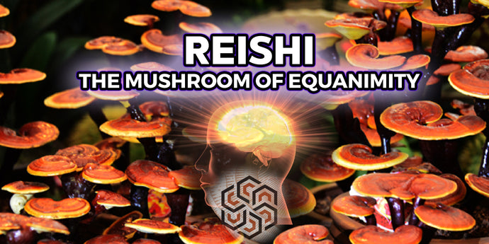 Reishi: The Mushroom of Equanimity