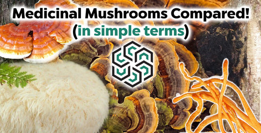 What Are the Differences Between the Top Medicinal Mushrooms: Reishi, Chaga, Lion's Mane, Cordyceps?