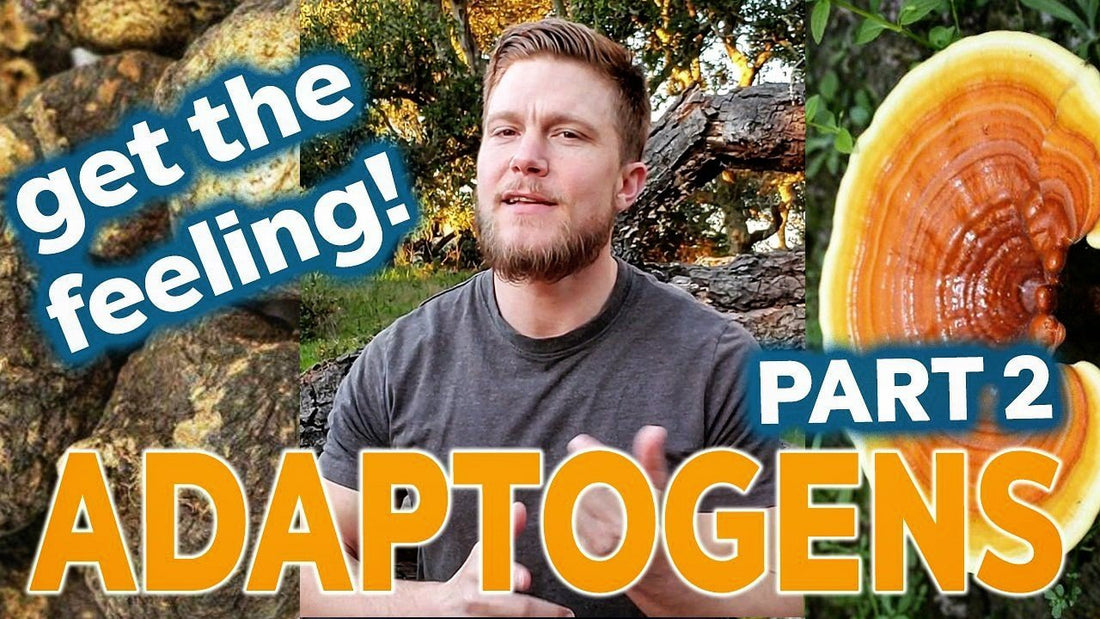 What Does Taking Adaptogens (Adaptogenic Herbs) Feel Like? PART 2